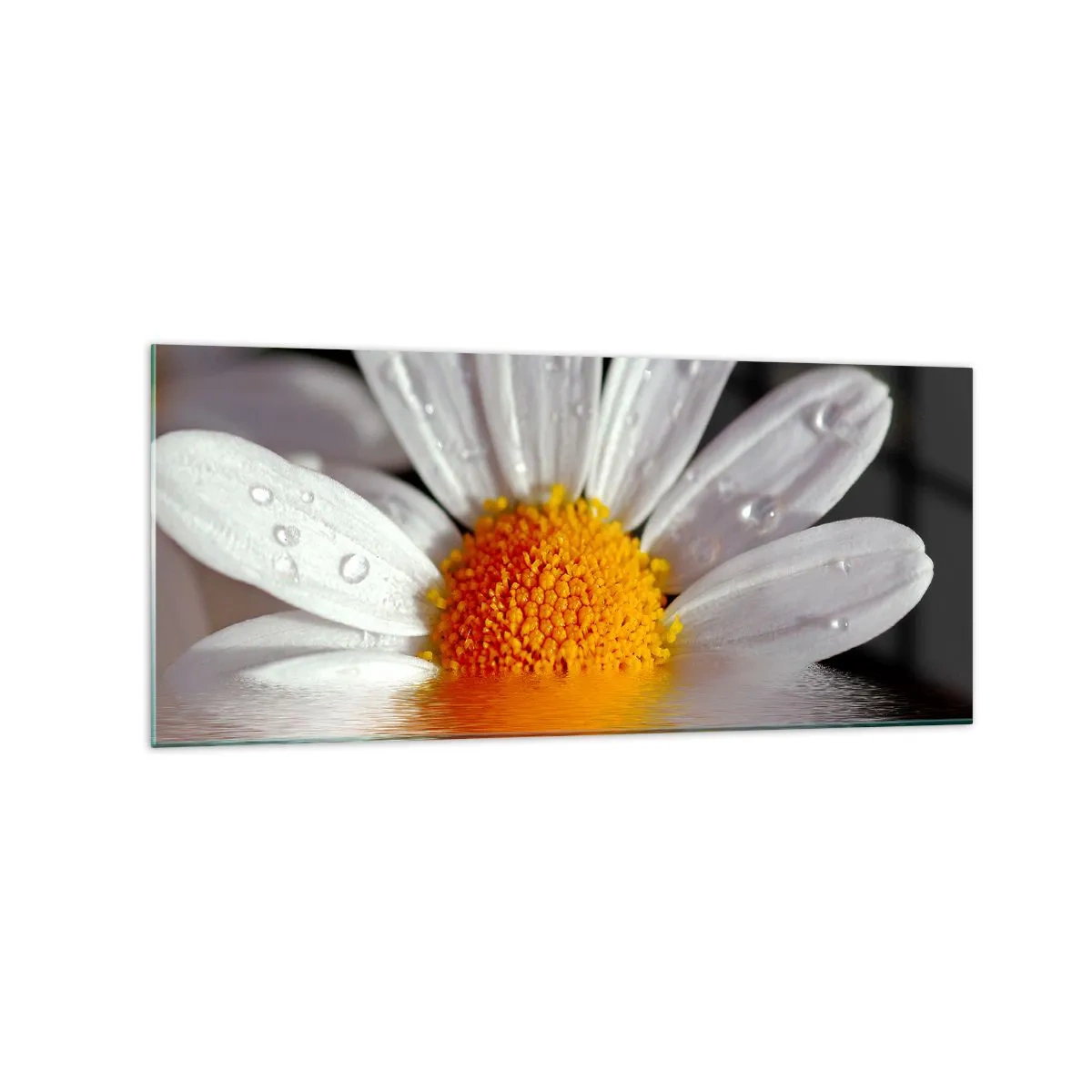 Cuadro sobre vidrio - Impresiones sobre Vidrio - Una margarita blanca con gotas de agua inmersas en un reflejo de agua. - 120x50cm - El sol naciente de una margarita - Decoración de pared moderna para salón y dormitorio ARTTOR