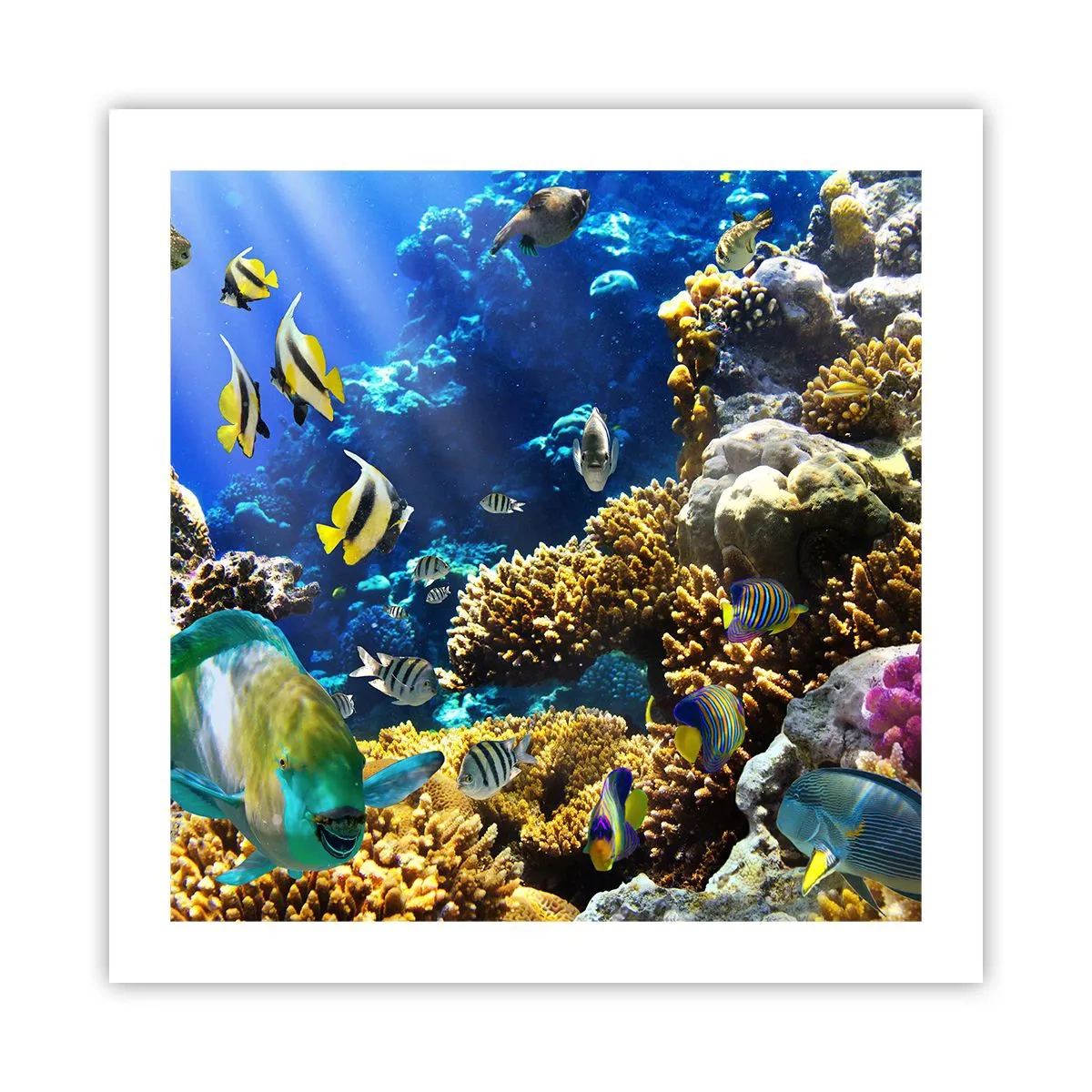 Póster - Vacaciones submarinas - 50x50 cm