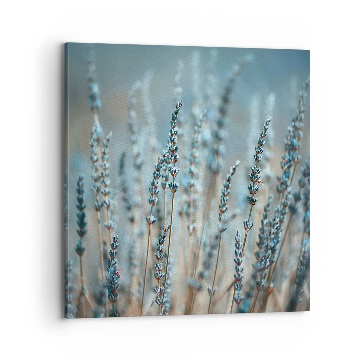 Cuadro sobre lienzo - Impresión de Imagen - Fragante pasto - 70x70 cm