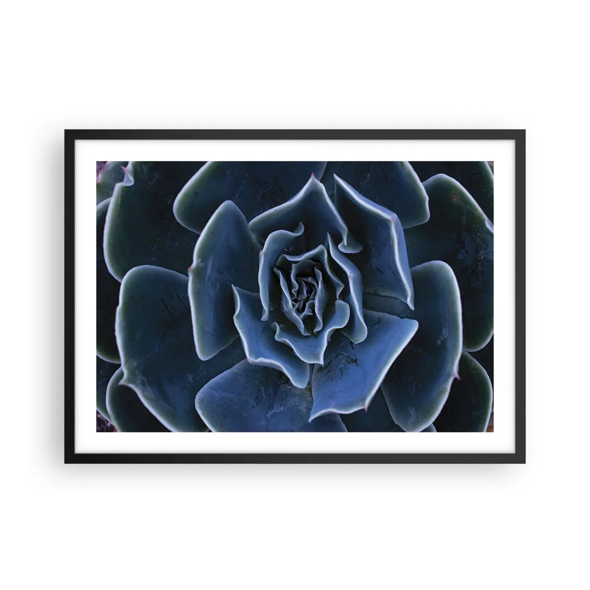 Póster en marco negro - Primer plano de una roseta suculenta verde - 70x50cm - Flor del desierto - Decoración de pared moderna para salón y dormitorio ARTTOR