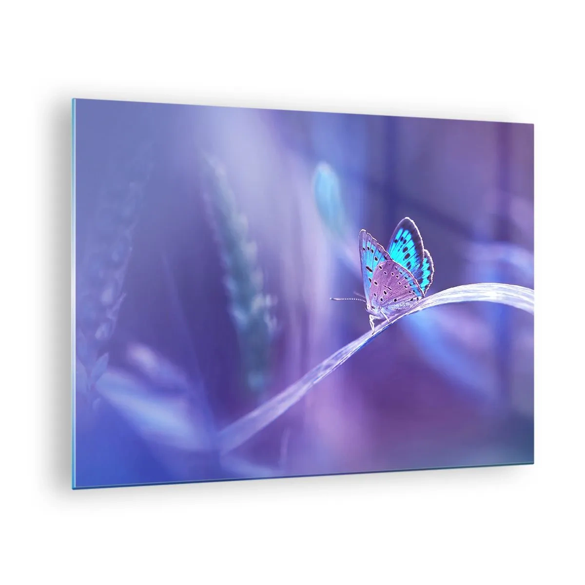 Cuadro sobre vidrio - Impresiones sobre Vidrio - Mariposa sobre un fondo de luz violeta - 70x50cm - Una joya de la naturaleza - Decoración de pared moderna para salón y dormitorio ARTTOR