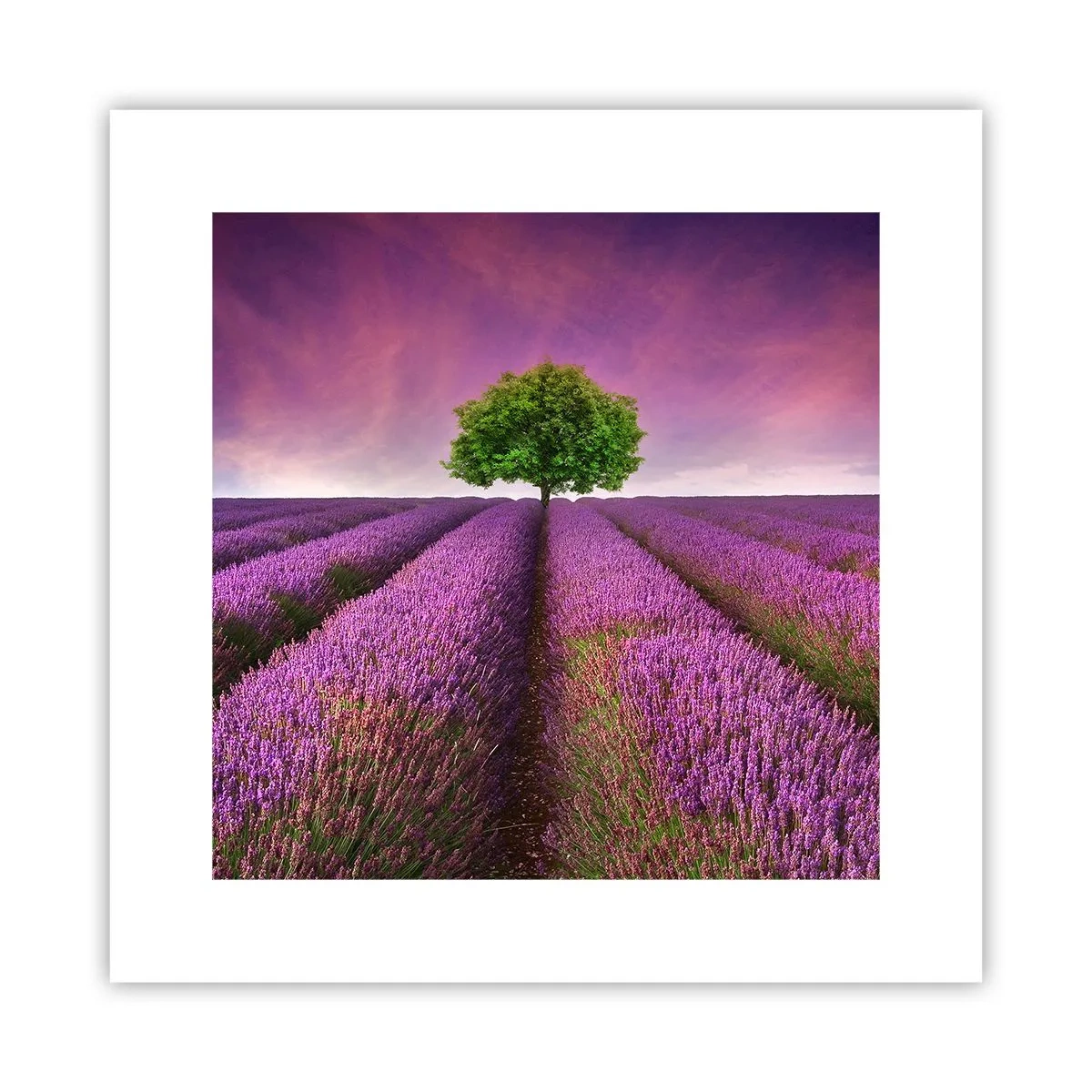 Póster - En los campos de lavanda - 30x30 cm