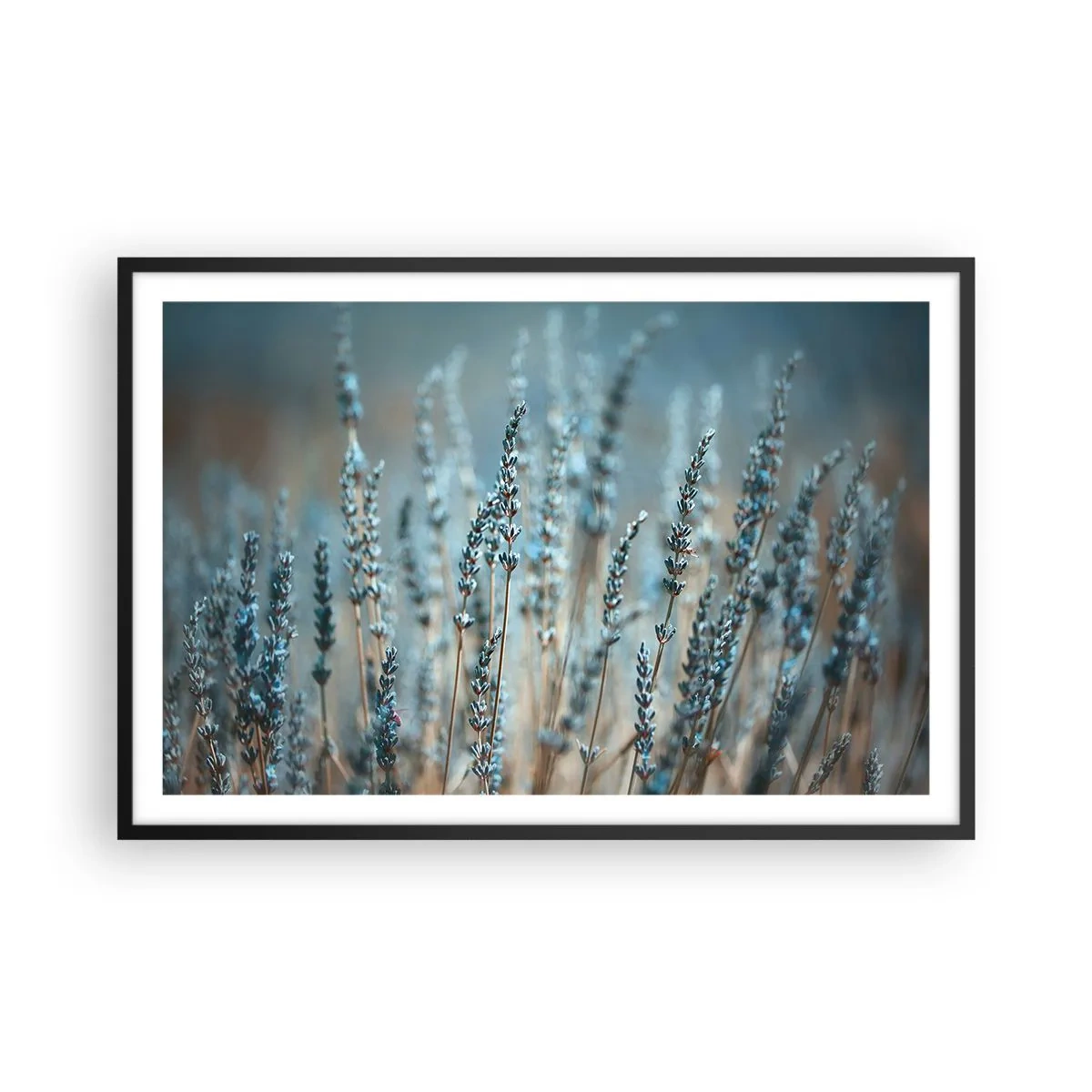 Póster en marco negro - Fragante pasto - 91x61 cm