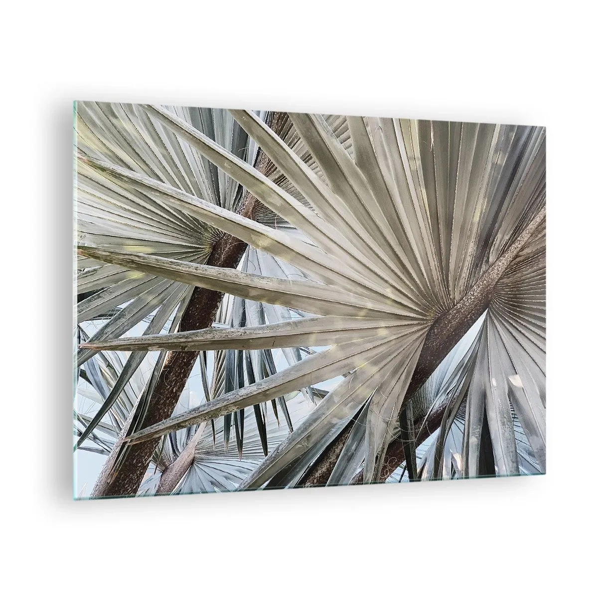 Cuadro sobre vidrio - Impresiones sobre Vidrio - Hojas de palma a plena luz del día - 70x50cm - Abanicos en el trópico - Decoración de pared moderna para salón y dormitorio ARTTOR