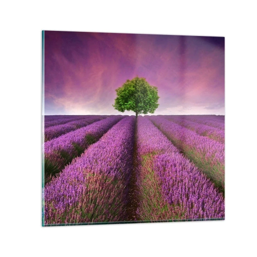 Cuadro sobre vidrio - Impresiones sobre Vidrio - En los campos de lavanda - 30x30 cm
