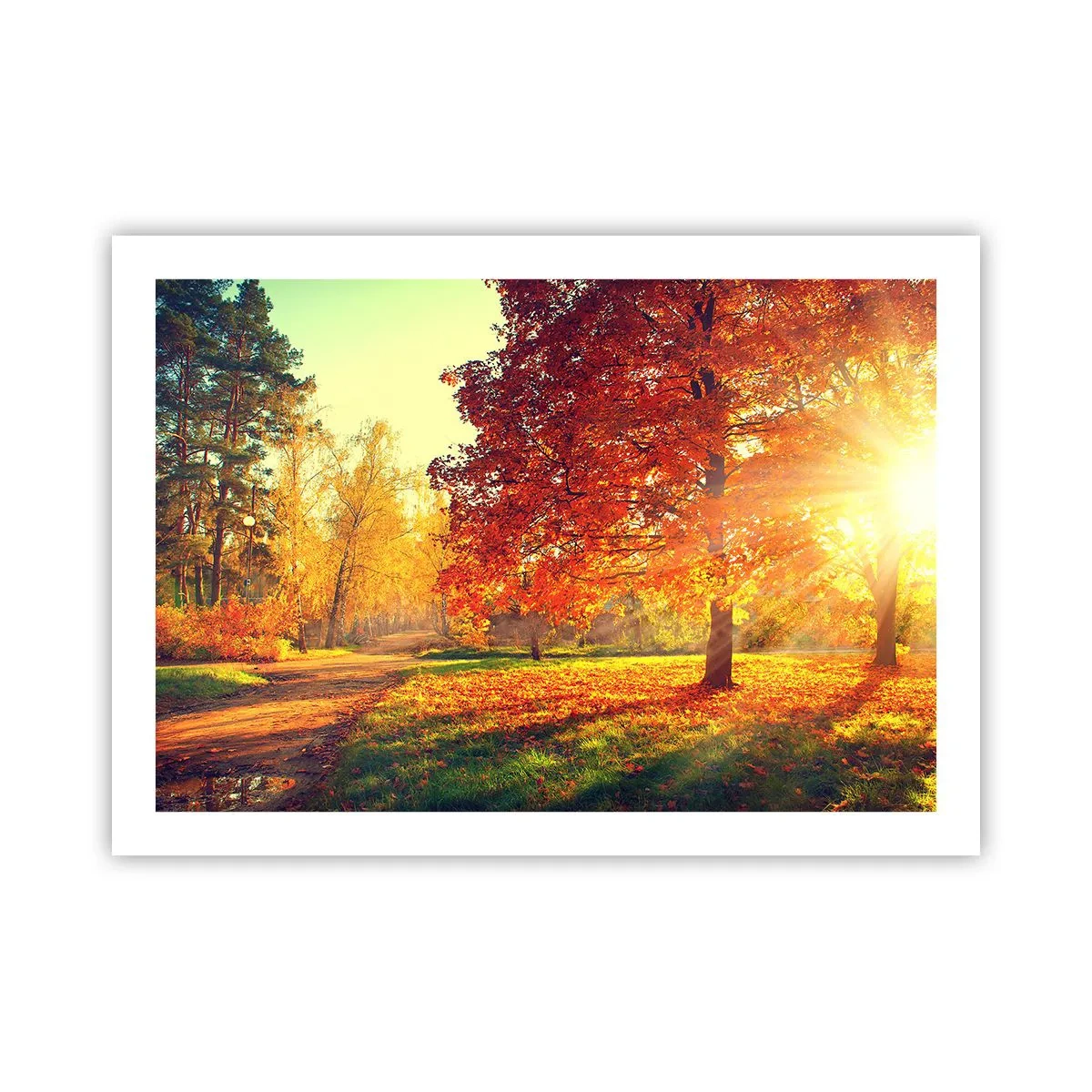 Póster - El rojo es hermoso - 70x50 cm