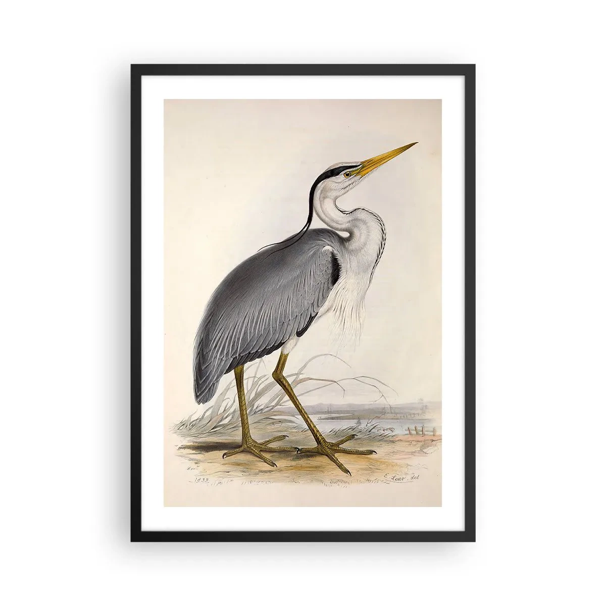 Póster en marco negro - Encanto de garza - 50x70 cm
