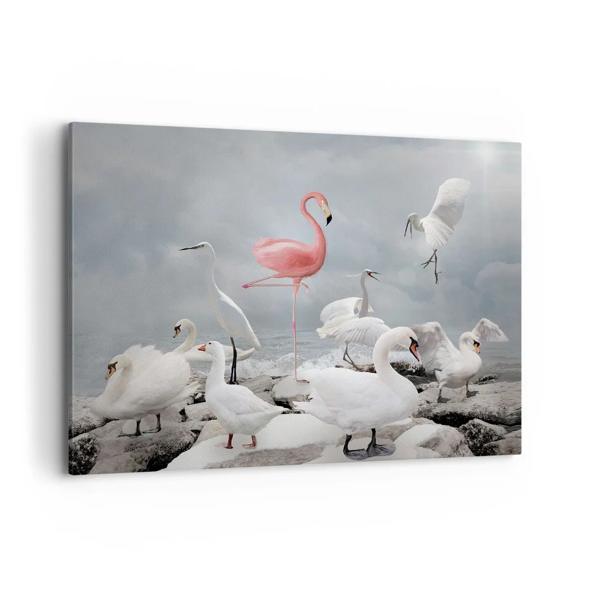 Cuadro sobre lienzo - Impresión de Imagen - Un flamenco rosado entre cisnes blancos con el fondo de un lago. - 100x70cm - ¿De dónde vengo? - Decoración de pared moderna para salón y dormitorio ARTTOR