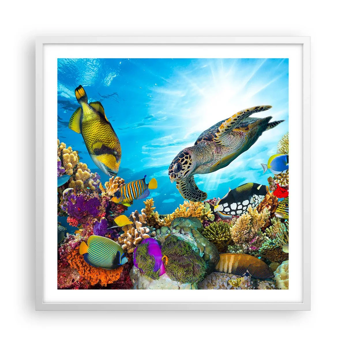 Póster en marco blanco - Paseo del coral - 60x60 cm