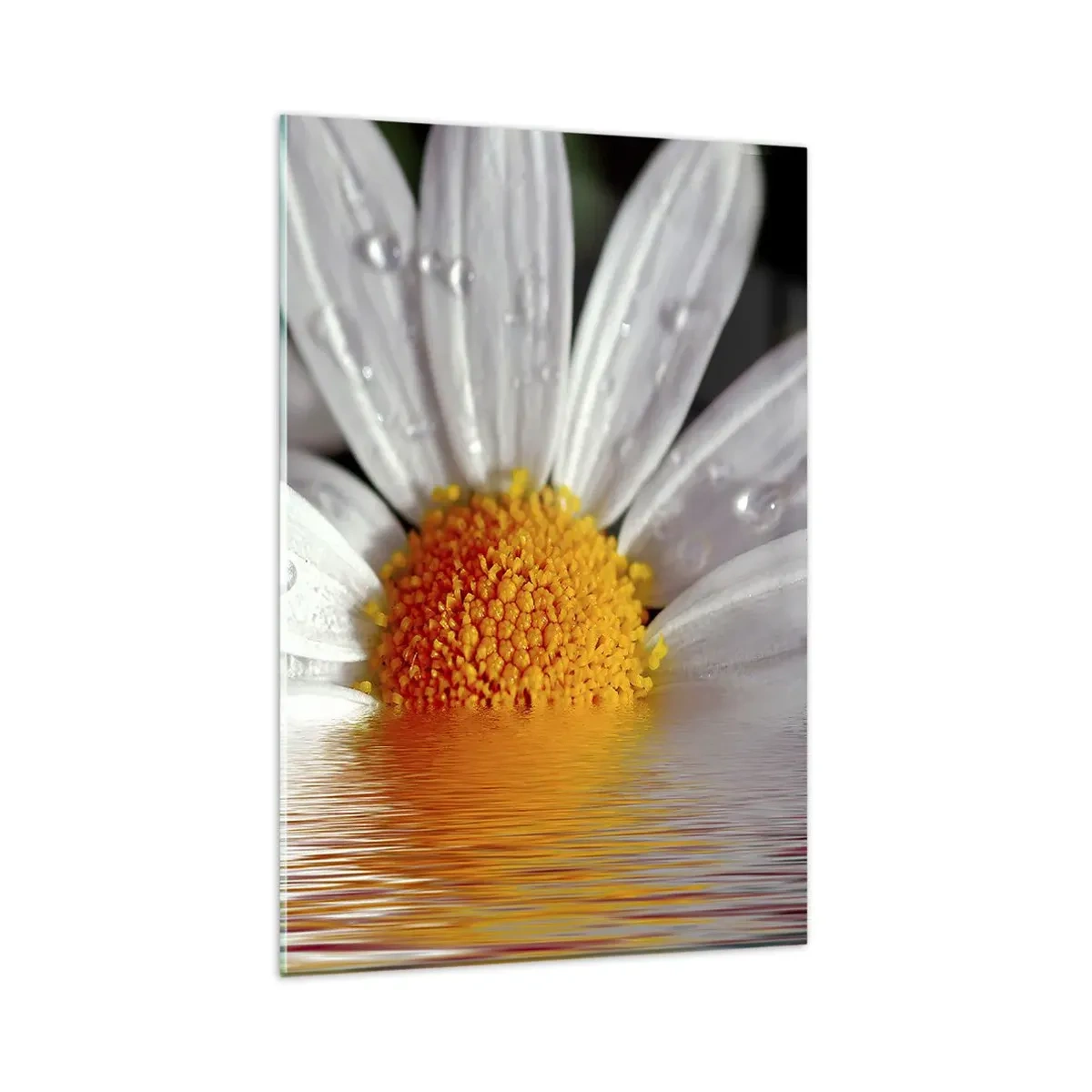 Cuadro sobre vidrio - Impresiones sobre Vidrio - Una margarita blanca con gotas de agua inmersas en un reflejo de agua. - 80x120cm - El sol naciente de una margarita - Decoración de pared moderna para salón y dormitorio ARTTOR