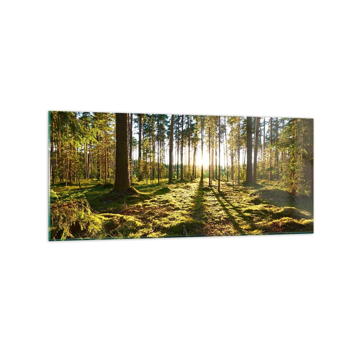 Cuadro sobre vidrio - Impresiones sobre Vidrio - Bosque verde iluminado por la luz del sol sobre el musgo. - 120x50cm - ...Más allá de los siete bosques - Decoración de pared moderna para salón y dormitorio ARTTOR
