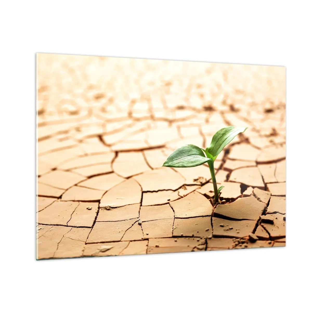 Cuadro sobre vidrio - Impresiones sobre Vidrio - Una planta joven que crece en tierra seca y agrietada. - 100x70cm - El poder indomable de la vida - Decoración de pared moderna para salón y dormitorio ARTTOR
