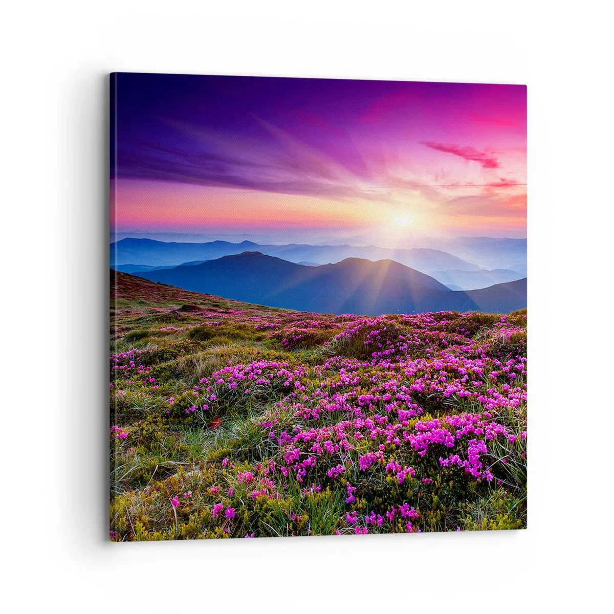 Cuadro sobre lienzo - Impresión de Imagen - Dulce aroma a frescura - 70x70 cm