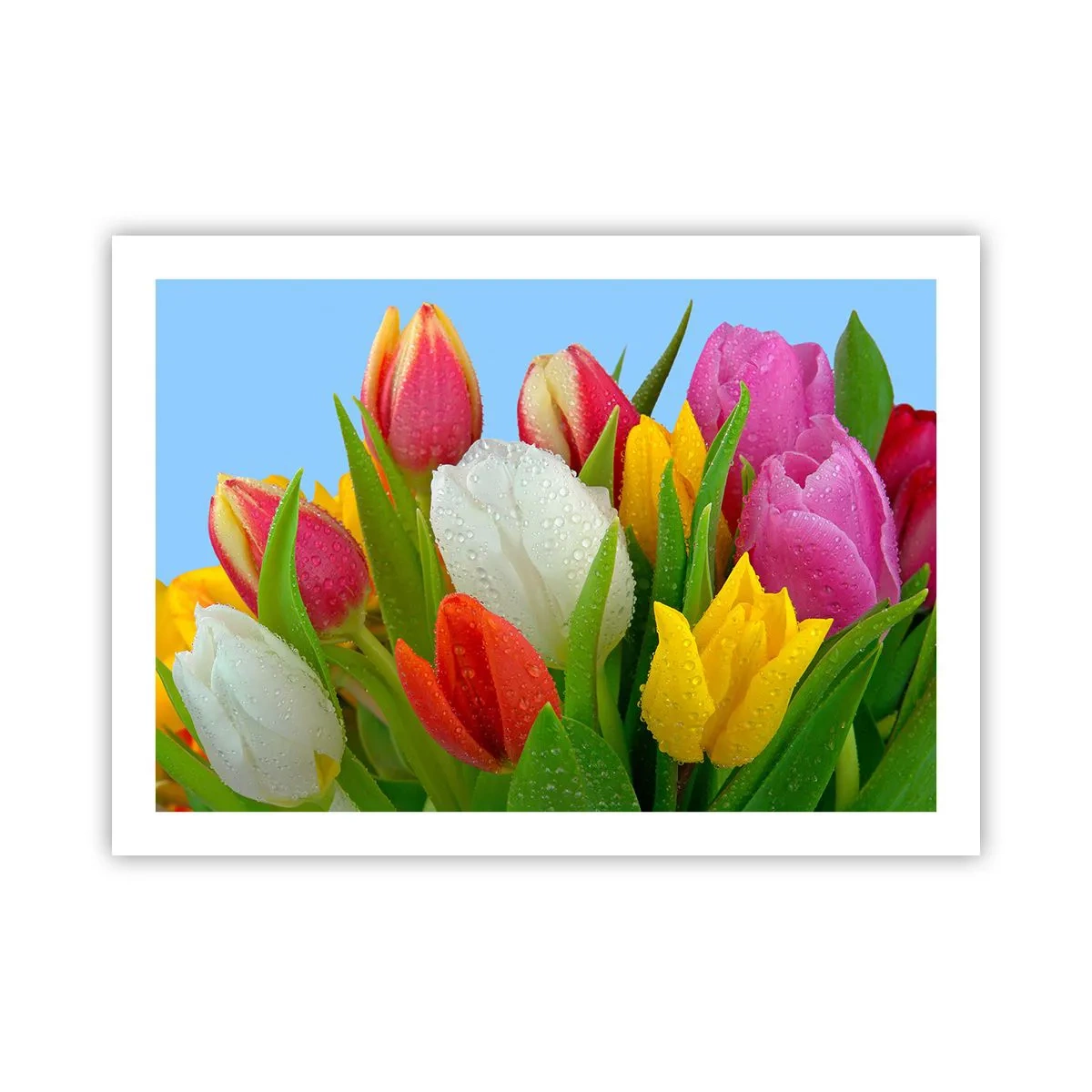 Póster - Arco iris floral en gotas de rocío - 70x50 cm