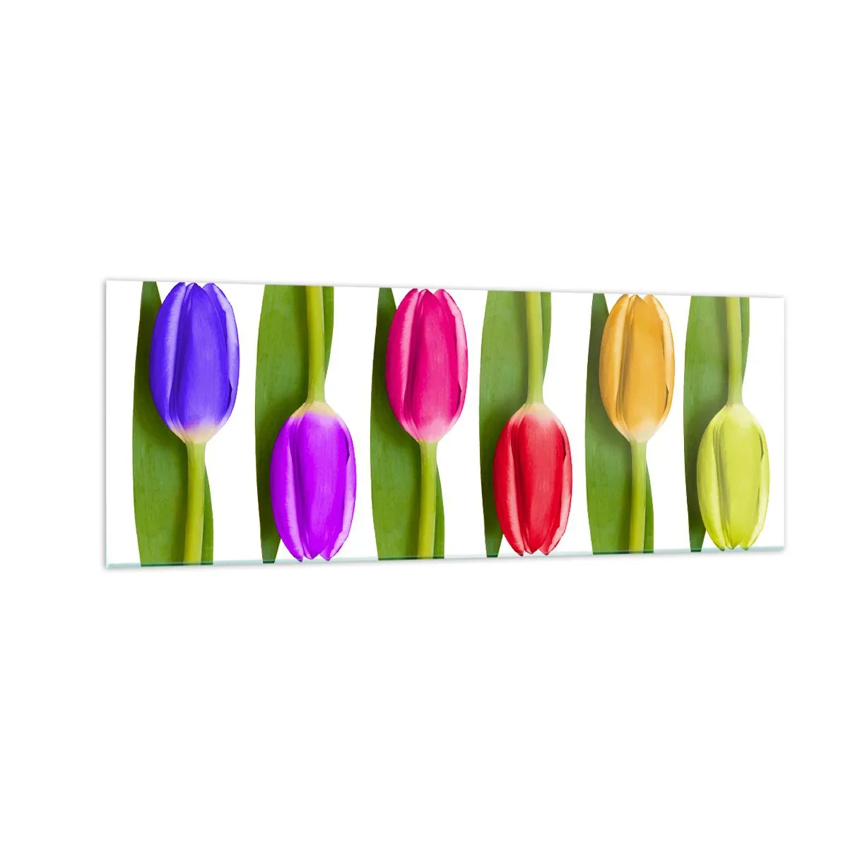 Cuadro sobre vidrio - Impresiones sobre Vidrio - Tulipanes multicolores dispuestos en fila sobre un fondo blanco. - 140x50cm - Composición del arco iris - Decoración de pared moderna para salón y dormitorio ARTTOR