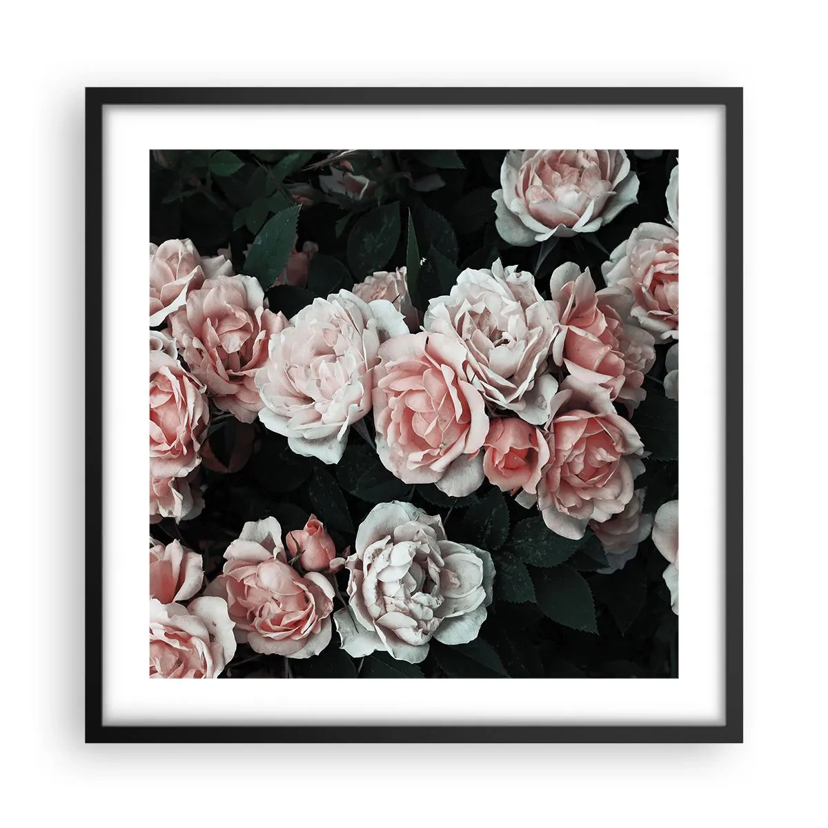 Póster en marco negro - Conjunto de rosas - 50x50 cm