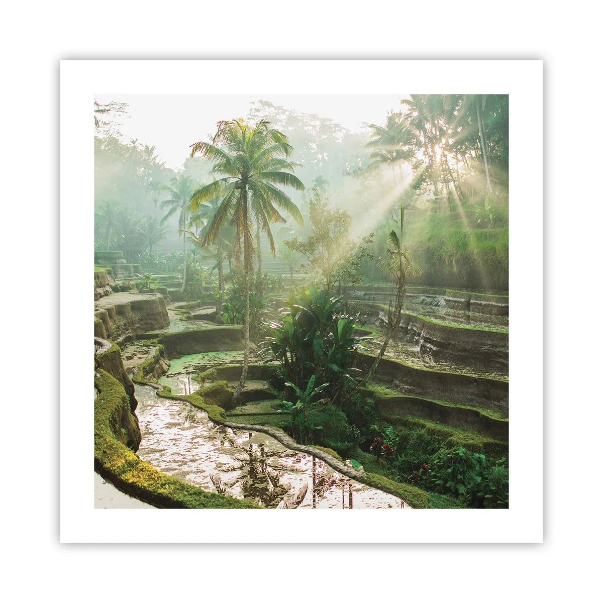 Póster - Crecer bajo el sol - 50x50 cm