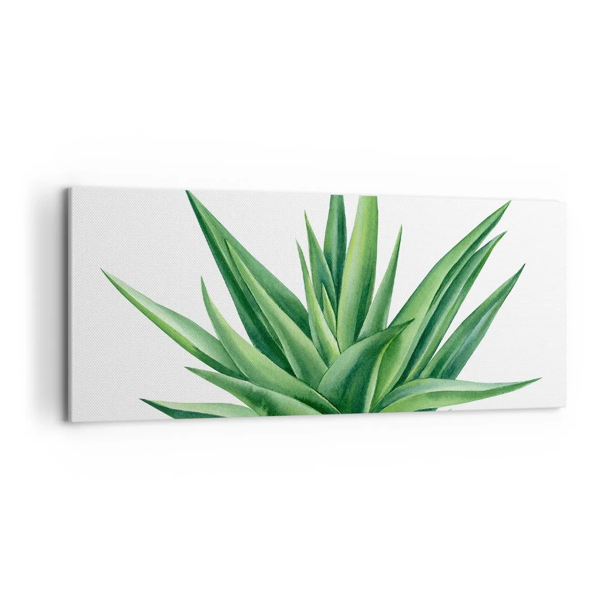 Cuadro sobre lienzo - Impresión de Imagen - Una planta verde jugosa sobre un fondo blanco. - 120x50cm - Verde - fuerza - vida - Decoración de pared moderna para salón y dormitorio ARTTOR