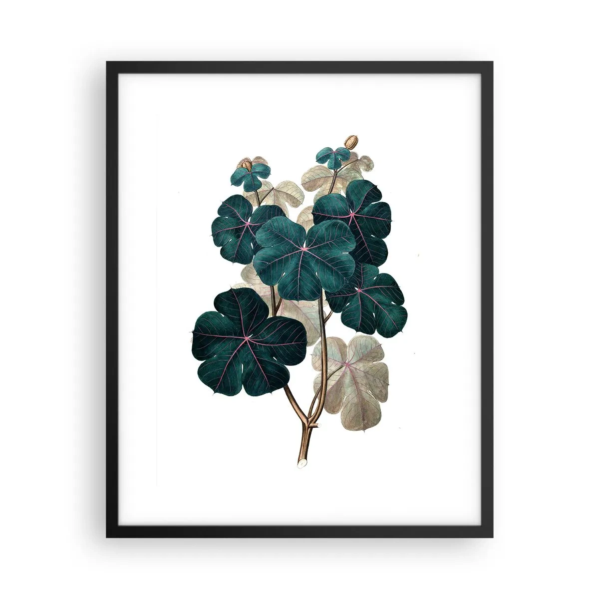 Póster en marco negro - De un viejo herbario - 40x50 cm