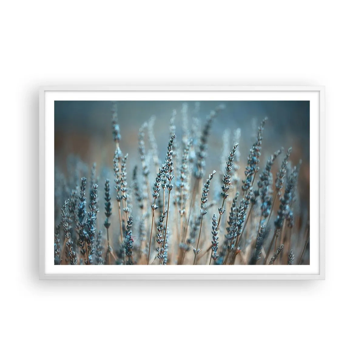 Póster en marco blanco - Fragante pasto - 91x61 cm