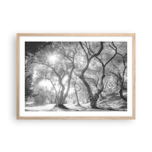 Póster en marco roble claro - En un olivar - 70x50 cm