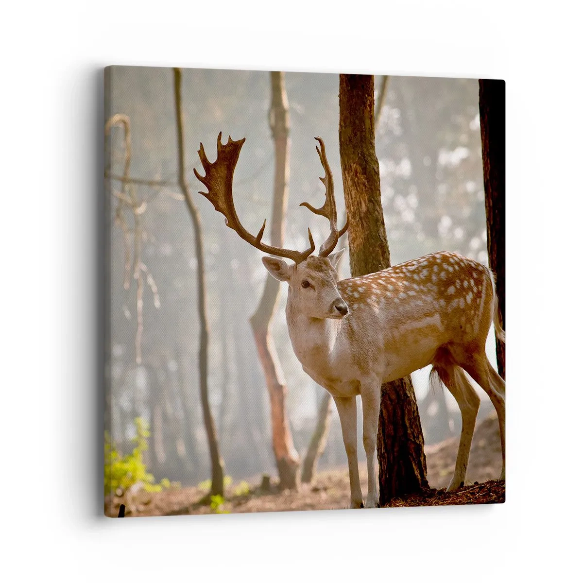 Cuadro sobre lienzo - Impresión de Imagen - La luz de la juventud - 40x40 cm