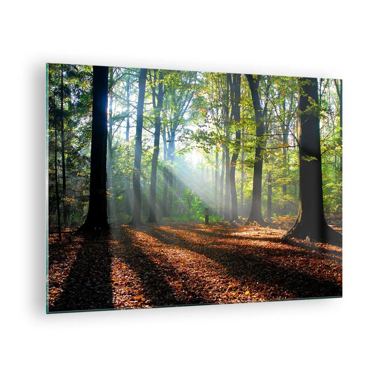 Cuadro sobre vidrio - Impresiones sobre Vidrio - Un bosque bajo los rayos del sol en un paisaje otoñal. - 70x50cm - Resplandores y sombras - Decoración de pared moderna para salón y dormitorio ARTTOR