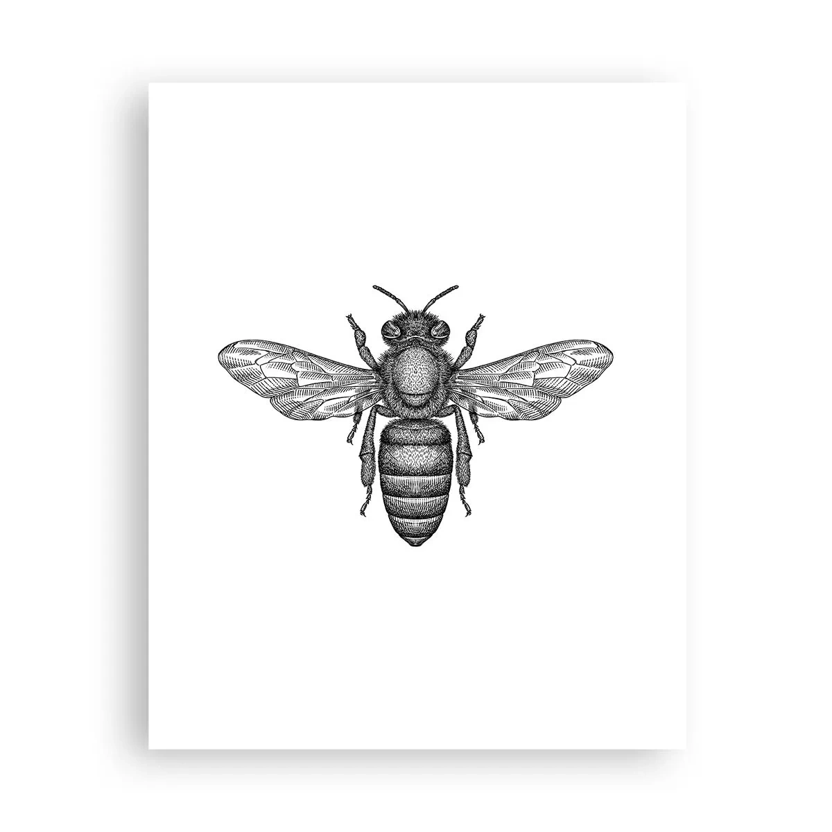 Póster - Retrato de insecto - 40x50 cm