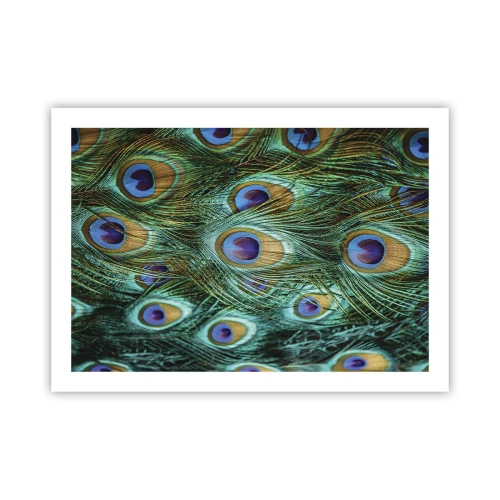 Póster - Mirada de pavo real - 70x50 cm