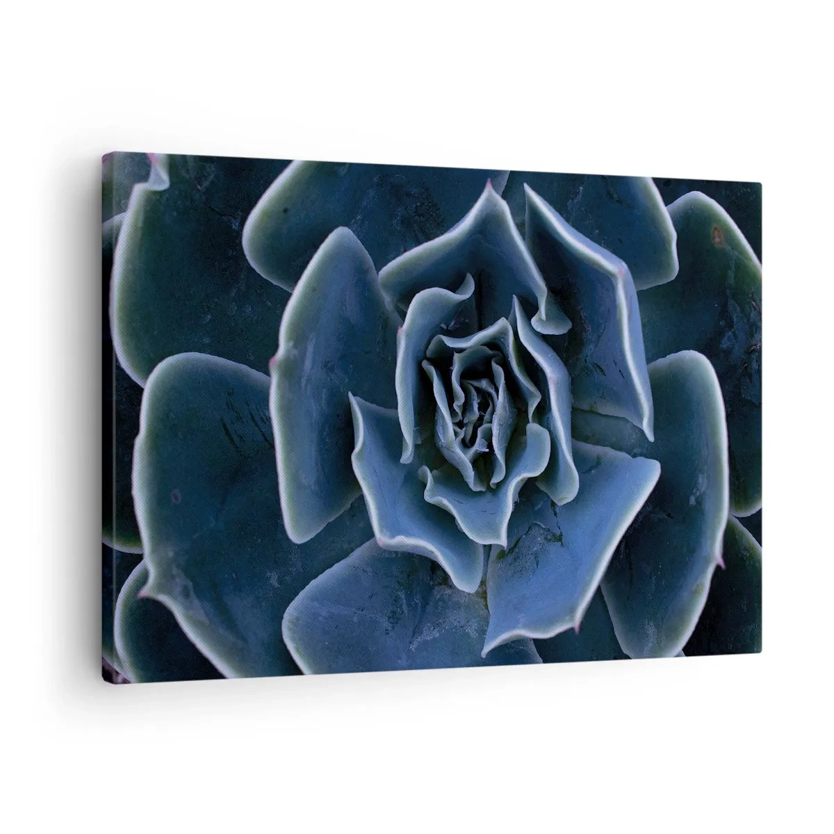 Cuadro sobre lienzo - Impresión de Imagen - Primer plano de una roseta suculenta verde - 70x50cm - Flor del desierto - Decoración de pared moderna para salón y dormitorio ARTTOR