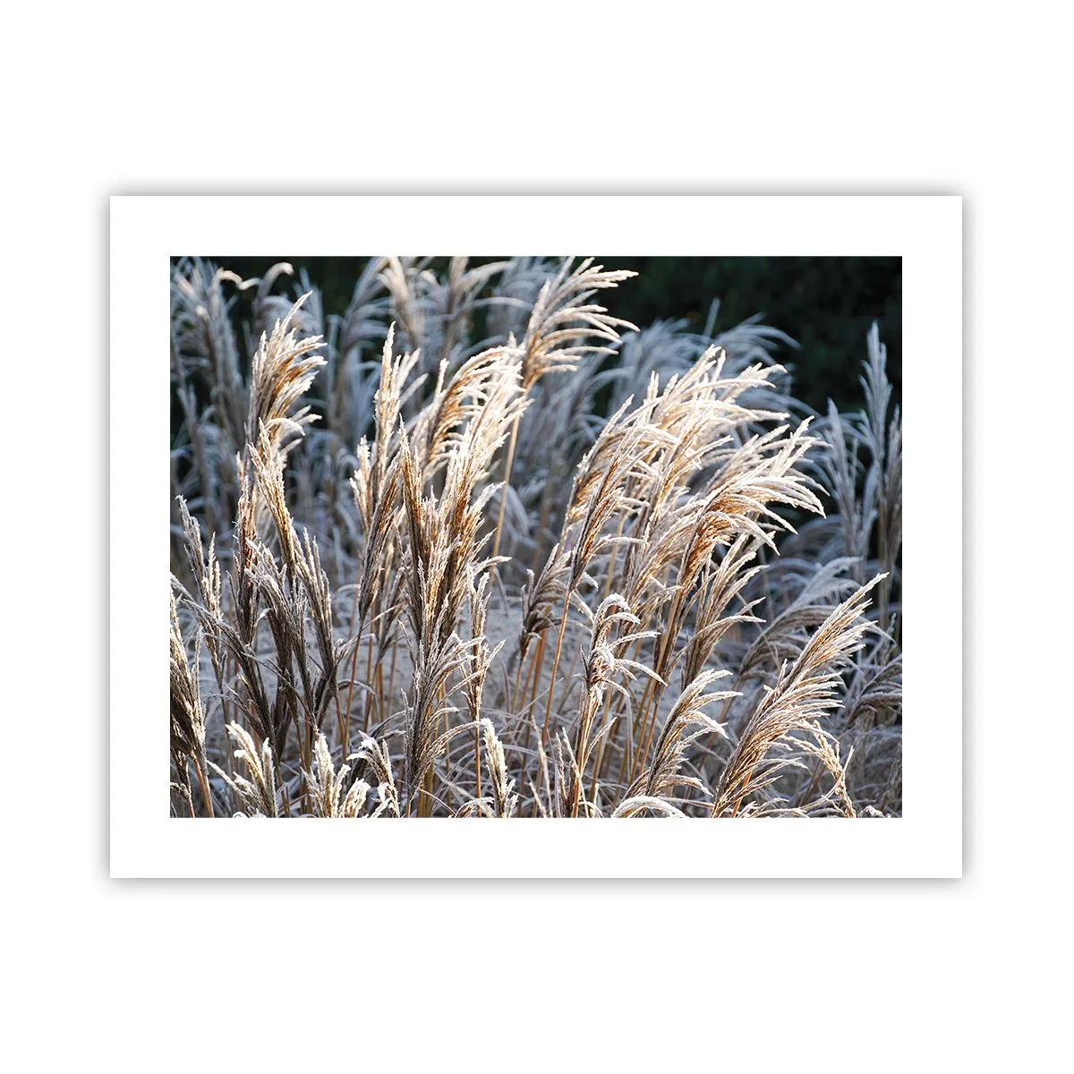 Póster - Campos y campos - 50x40 cm