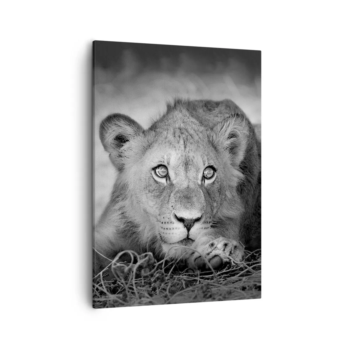 Cuadro sobre lienzo - Impresión de Imagen - Retrato monocromático de un león joven acostado - 50x70cm - Un cachorro real - Decoración de pared moderna para salón y dormitorio ARTTOR