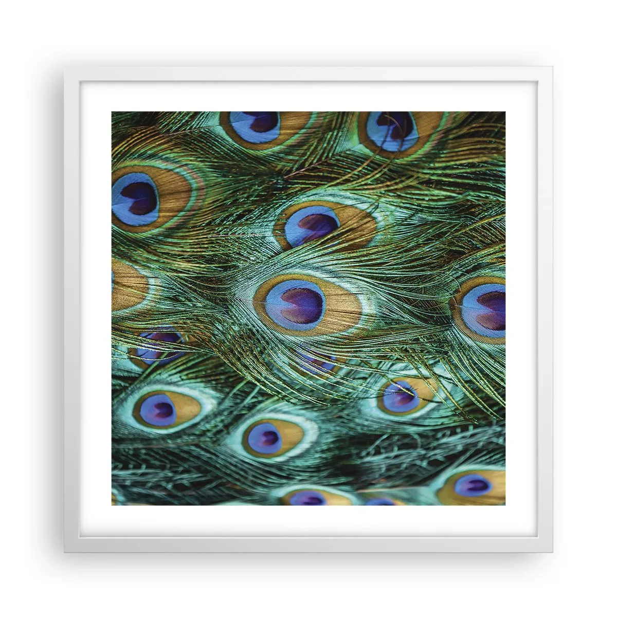 Póster en marco blanco - Mirada de pavo real - 50x50 cm