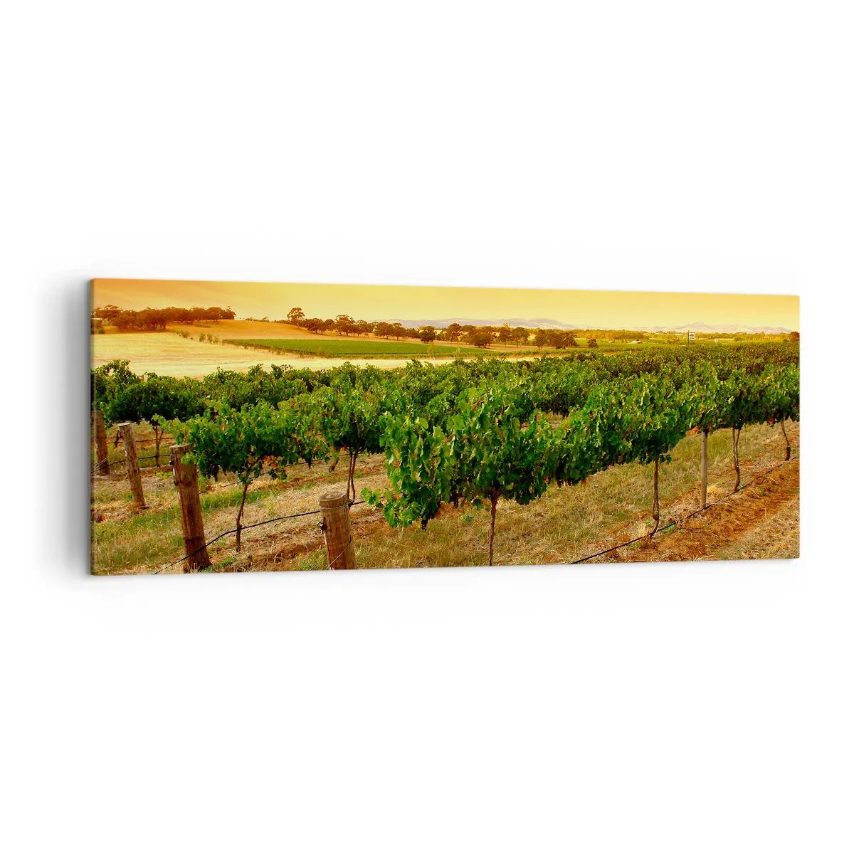 Cuadro sobre lienzo - Impresión de Imagen - Vides en una plantación al atardecer dorado - 140x50cm - Un trago del sol - Decoración de pared moderna para salón y dormitorio ARTTOR