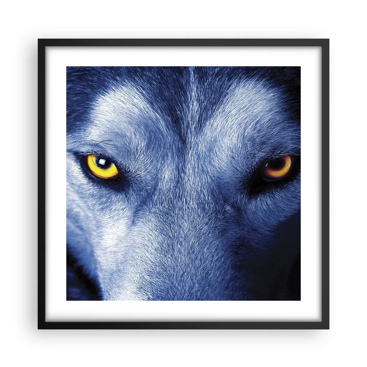 Póster en marco negro - La mirada hipnótica - 50x50 cm