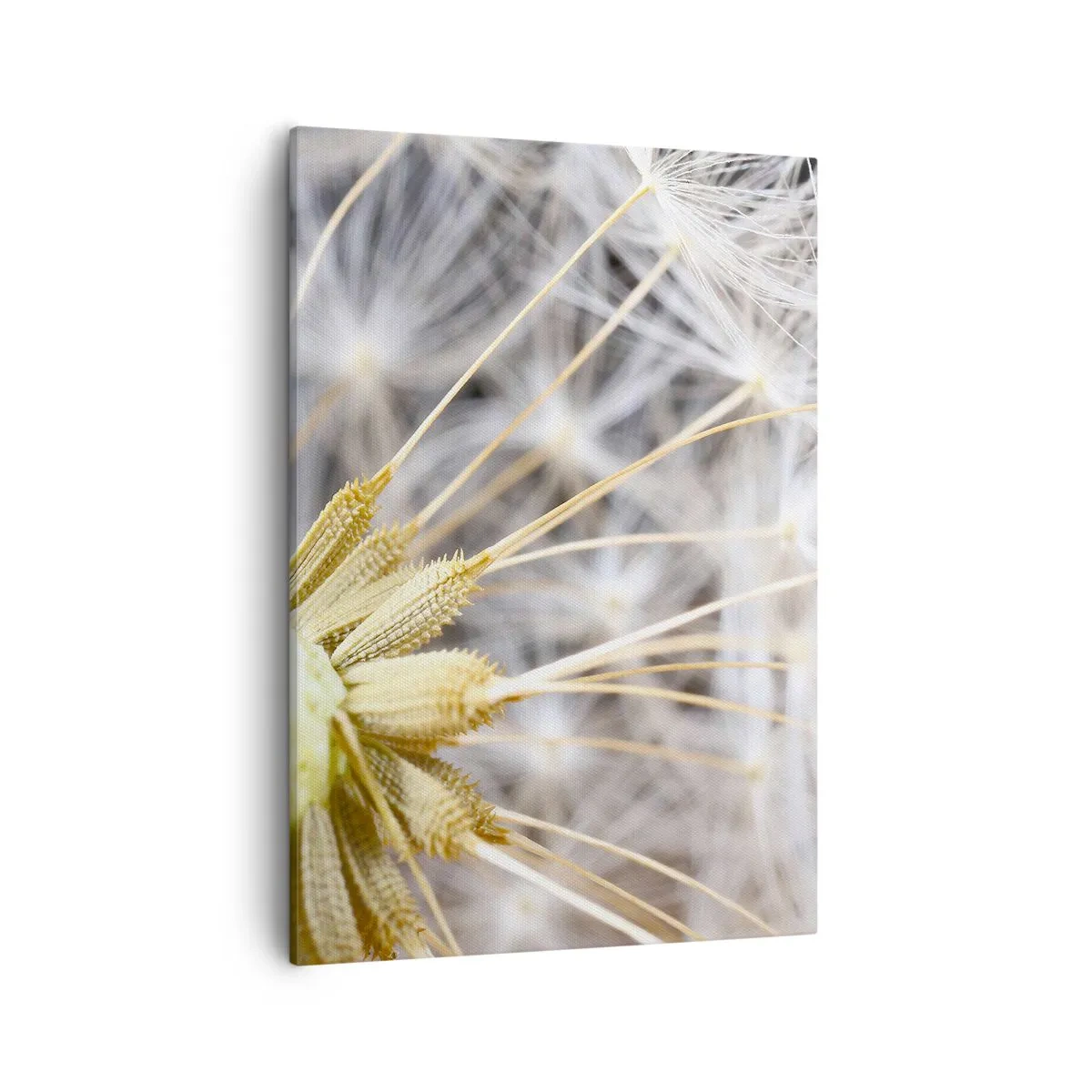 Cuadro sobre lienzo - Impresión de Imagen - Fotografía macro de un diente de león con semillas delicadas. - 50x70cm - Justo antes de volar - Decoración de pared moderna para salón y dormitorio ARTTOR