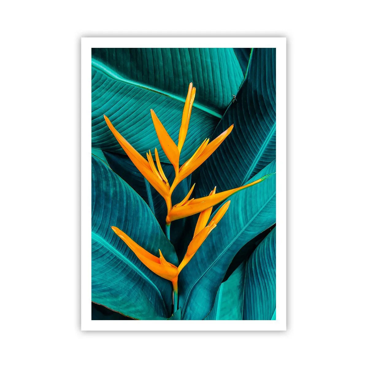 Póster - Flor del Edén - 70x100 cm