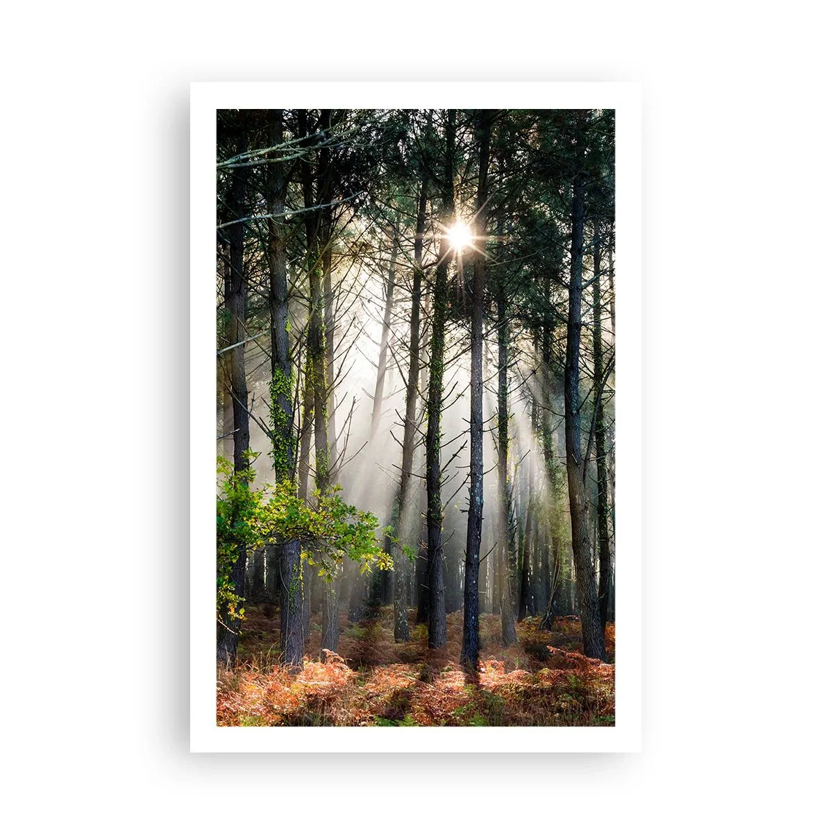 Póster - La belleza del bosque - 61x91 cm