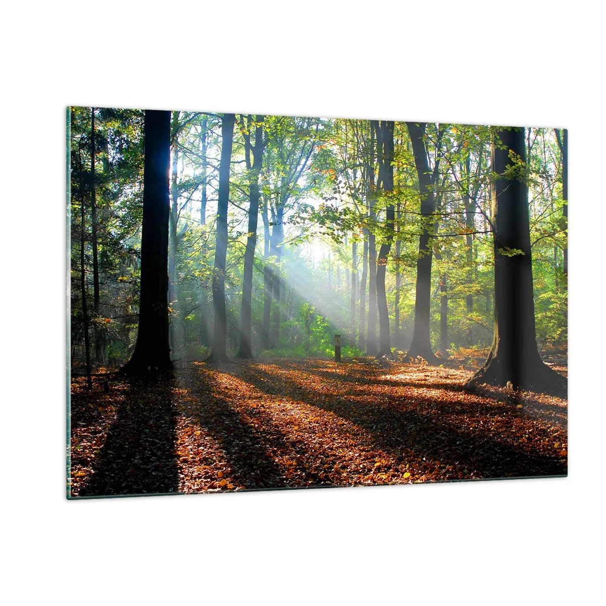 Cuadro sobre vidrio - Impresiones sobre Vidrio - Un bosque bajo los rayos del sol en un paisaje otoñal. - 120x80cm - Resplandores y sombras - Decoración de pared moderna para salón y dormitorio ARTTOR