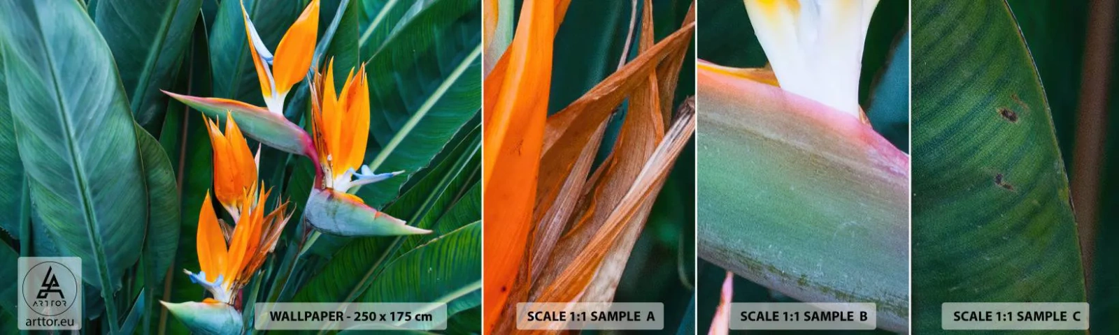 Muestra De Fotomural Standard Eco - ¿Es una flor o es un pájaro? - Strelitzia real, Flor, África - 100x30 cm