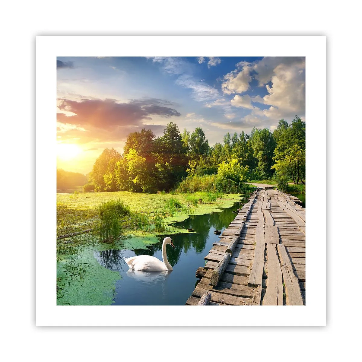 Póster - Verano, verano en todas partes - 50x50 cm