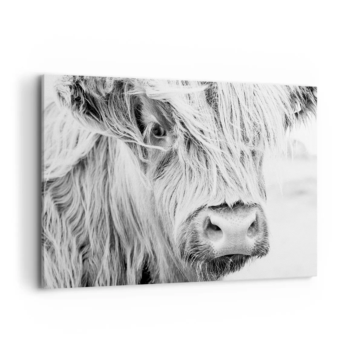Cuadro sobre lienzo - Impresión de Imagen - Retrato de una vaca escocesa en blanco y negro - 100x70cm - La naturaleza escocesa - Decoración de pared moderna para salón y dormitorio ARTTOR
