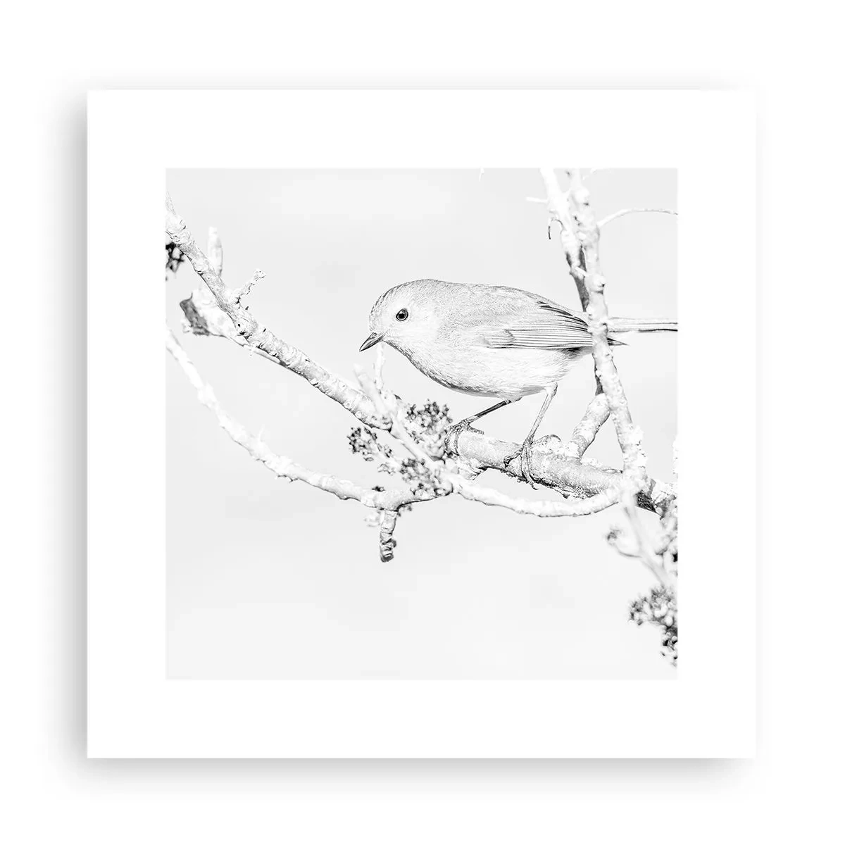 Póster - Mañana de invierno - 30x30 cm