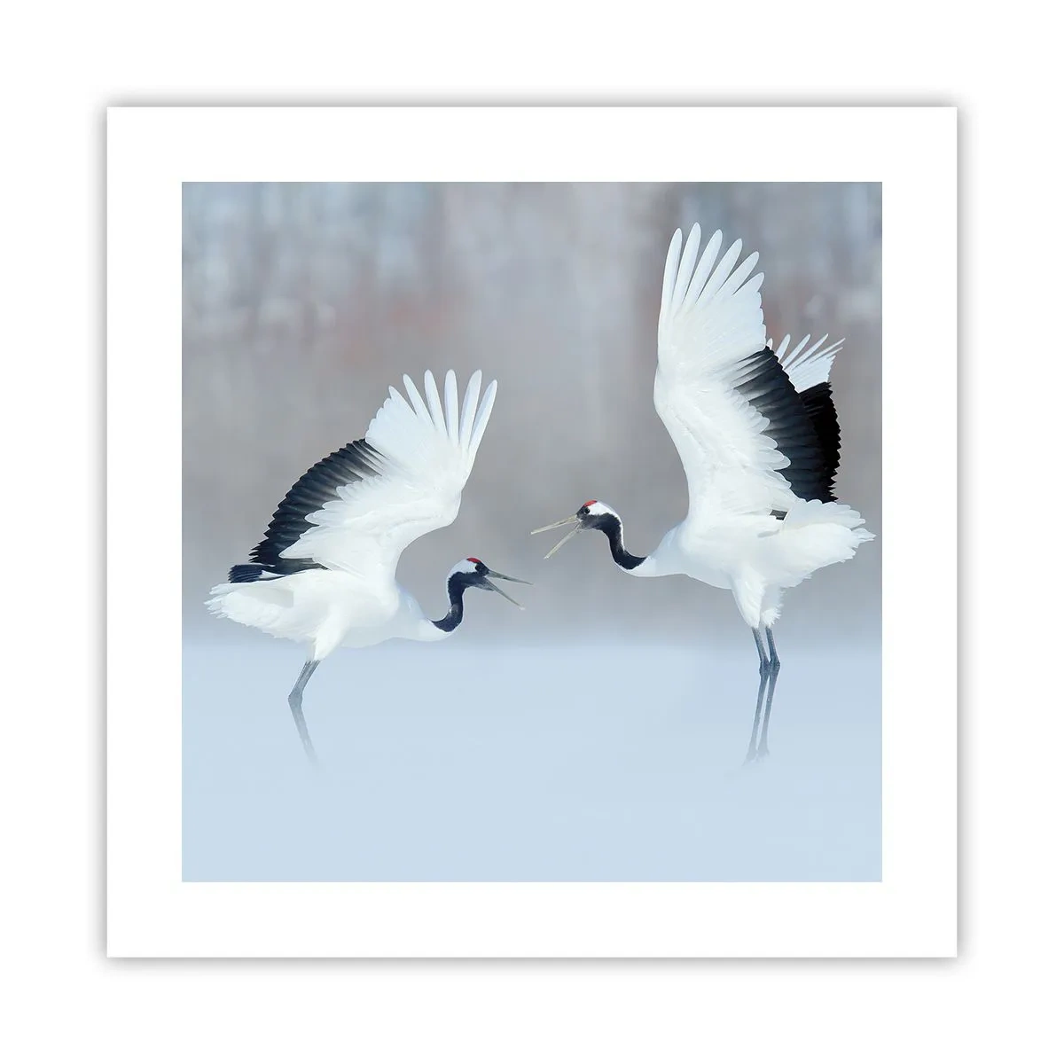 Póster - Danza en la niebla - 40x40 cm