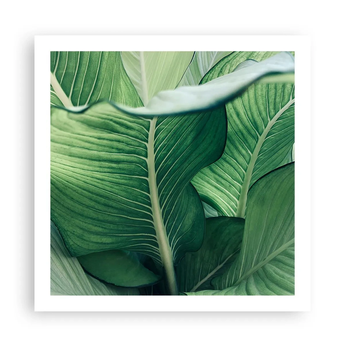 Póster - Vida intensamente verde - 60x60 cm