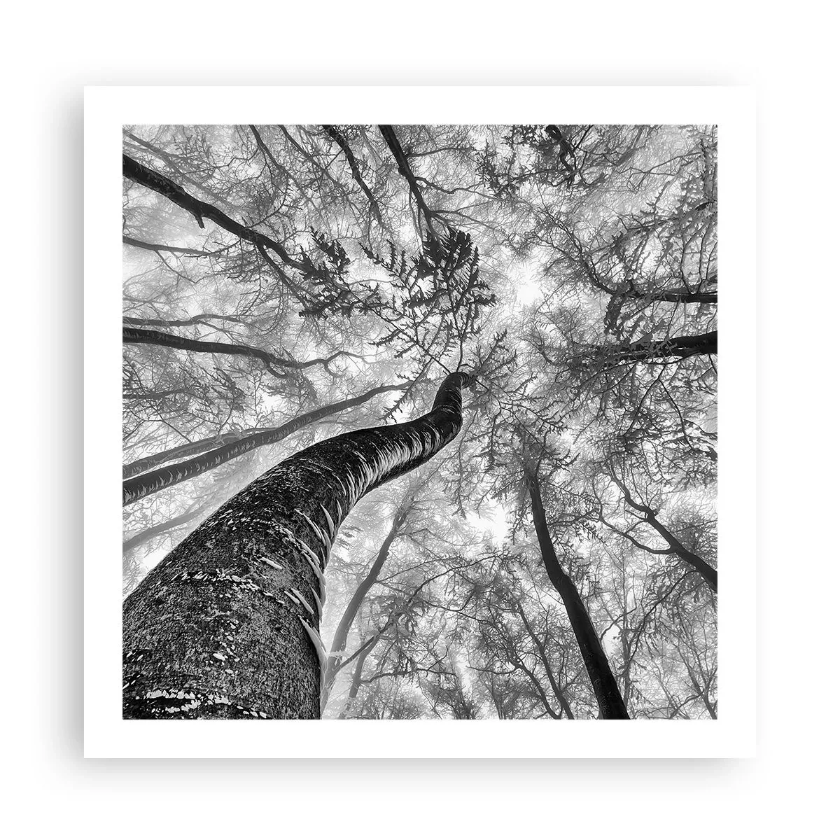 Póster - Carrera hacia la luz - 60x60 cm