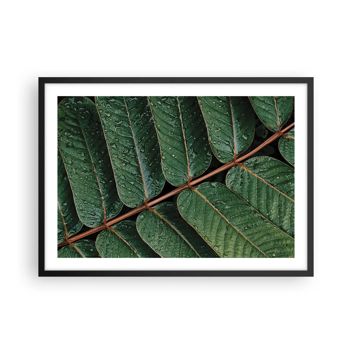 Póster en marco negro - Fotografía macro de hojas verdes con gotas de rocío. - 70x50cm - En un ritmo verde - Decoración de pared moderna para salón y dormitorio ARTTOR