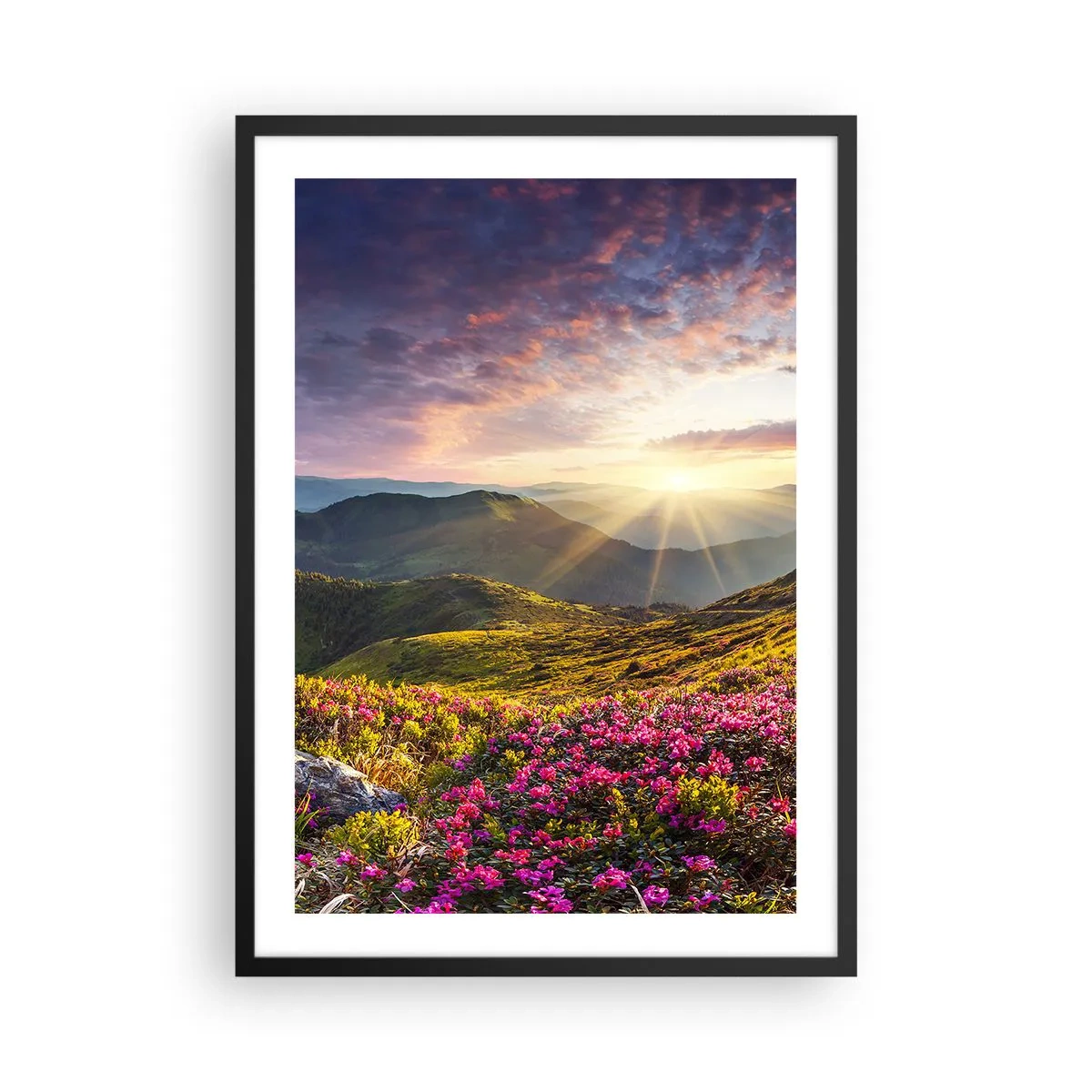 Póster en marco negro - Flores en las montañas iluminadas por los rayos del sol poniente. - 50x70cm - La frescura de una mañana de montaña - Decoración de pared moderna para salón y dormitorio ARTTOR