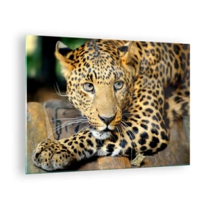 Cuadro sobre vidrio - Impresiones sobre Vidrio - Leopardo descansando sobre una superficie de madera - 70x50cm - No tengas miedo, vamos - Decoración de pared moderna para salón y dormitorio ARTTOR