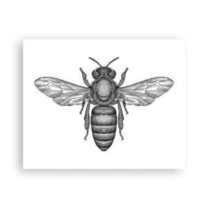 Póster - Retrato de insecto - 50x40 cm